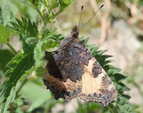 Réf. 259 328 : Aglais urticae